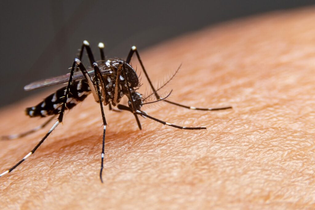 Com 2.362 notificações, Toledo tem 1.100 casos confirmados de dengue