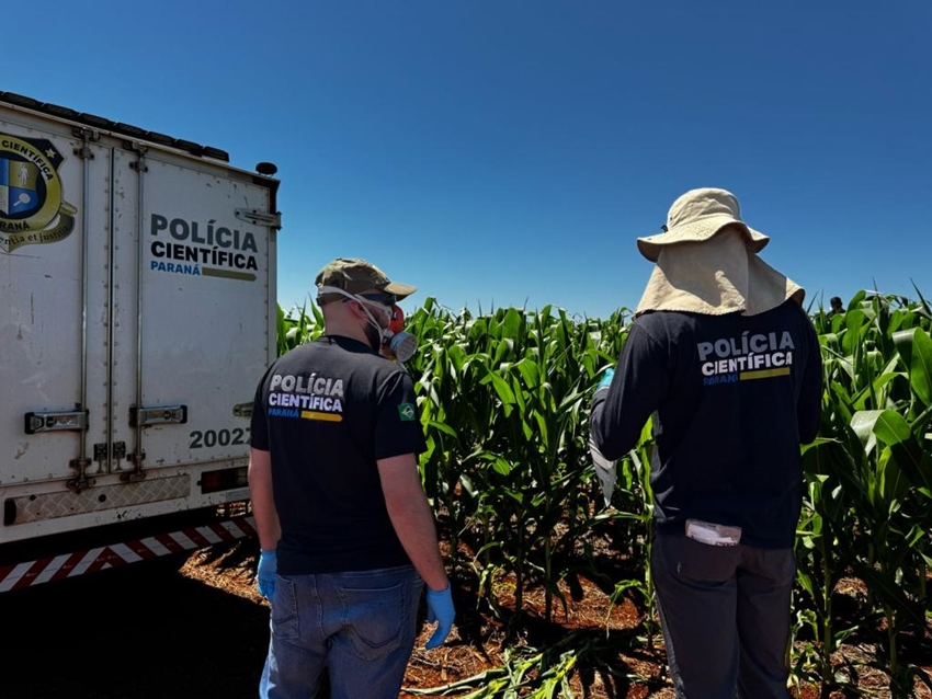 Corpo em decomposição é encontrado em plantação de milho no interior de Toledo