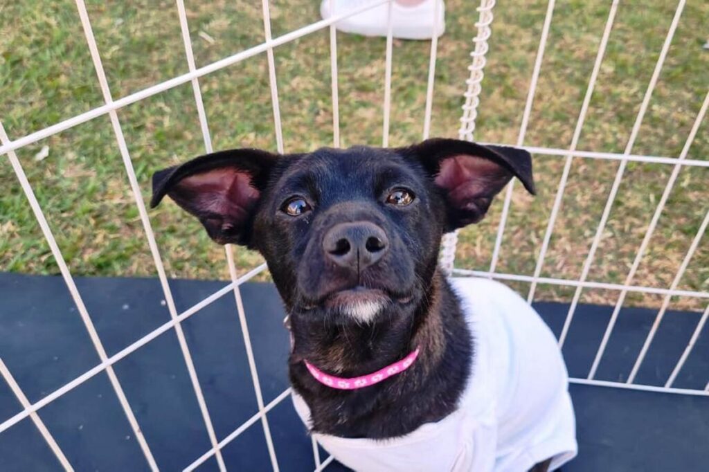 Adote um Amigo: Toledo realiza evento de adoção de cães e gatos neste domingo