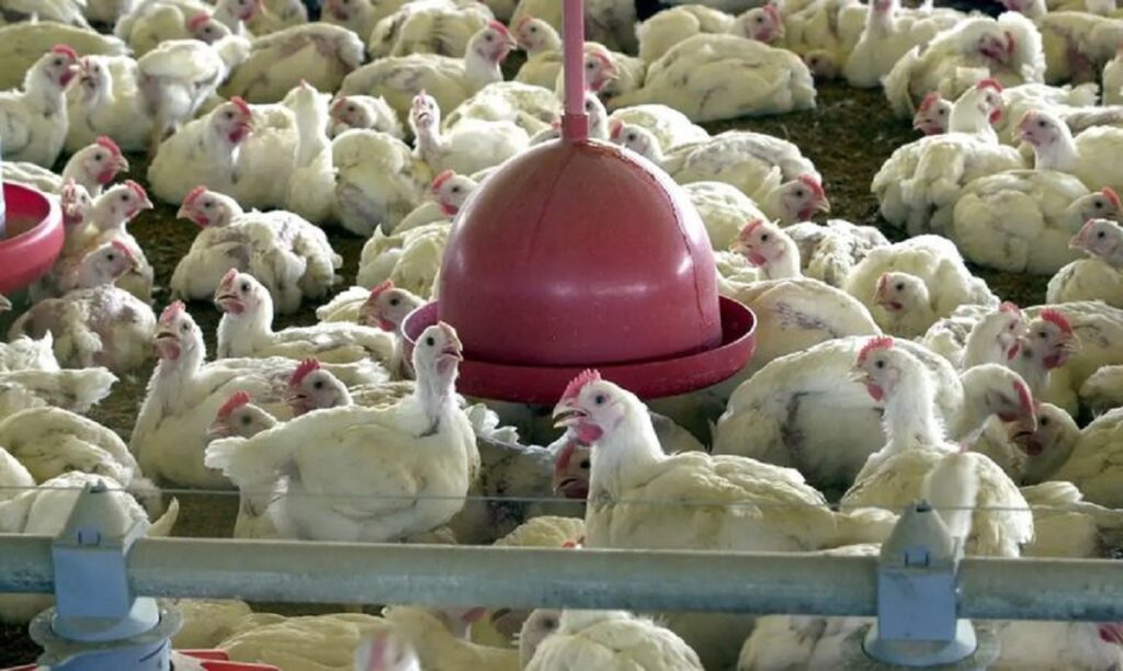 Agricultura confirma 1º foco de gripe aviária no Brasil